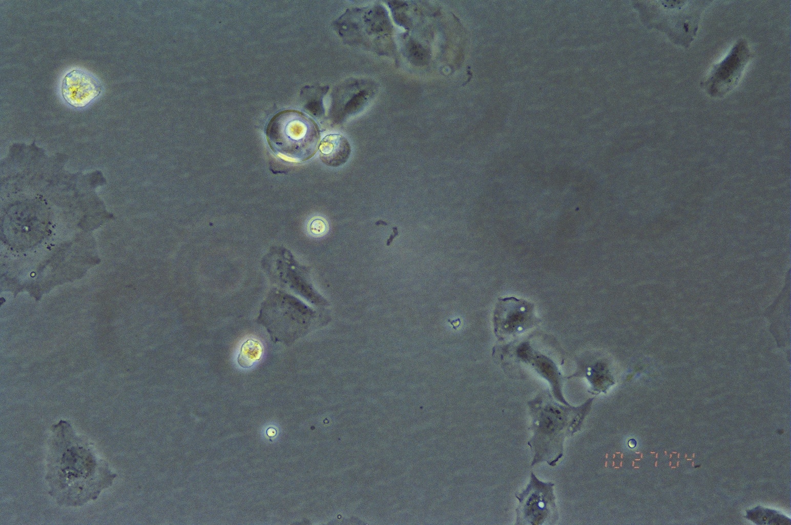 Hep 3B2.1-7细胞图片